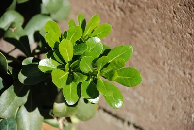 DSC_0041 (Large).JPG